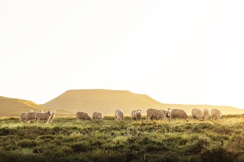 professional hlb corporate charmac merino sheep photography port elizabeth commercial south africa photographer